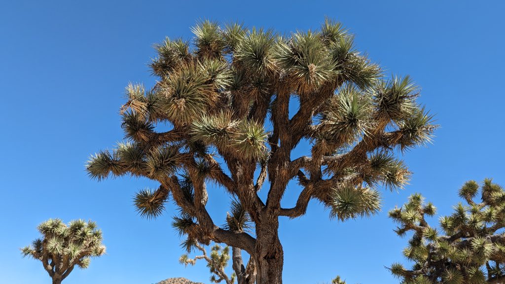 Joshua Tree