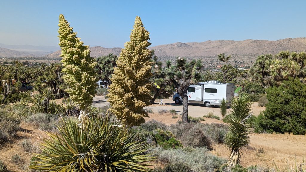 Winnie in the desert