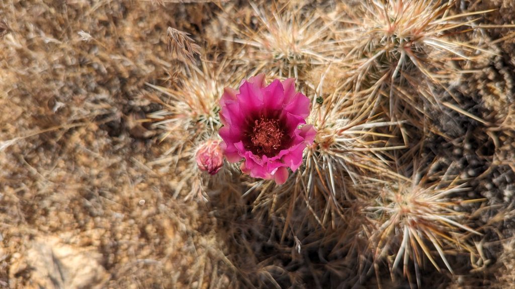 Joshua Tree
