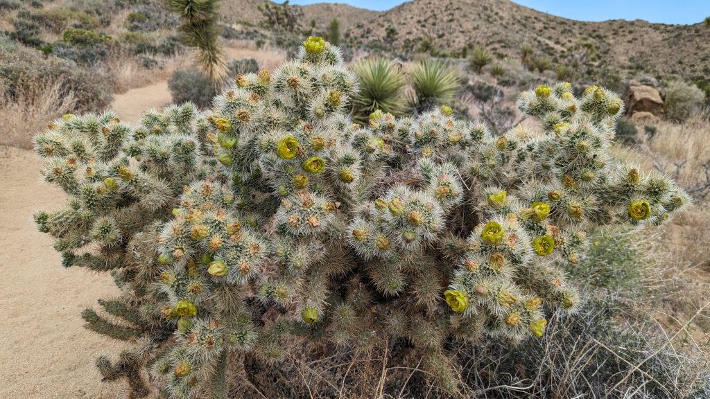 Flowering catus