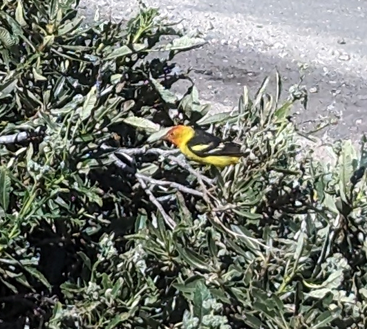 Western Oriole
