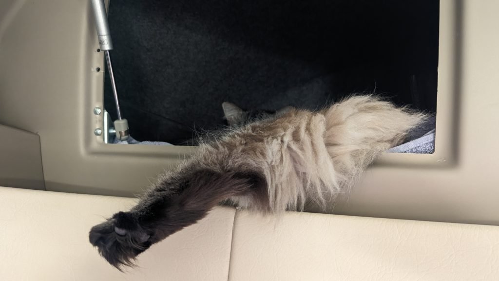 Traveling Cat