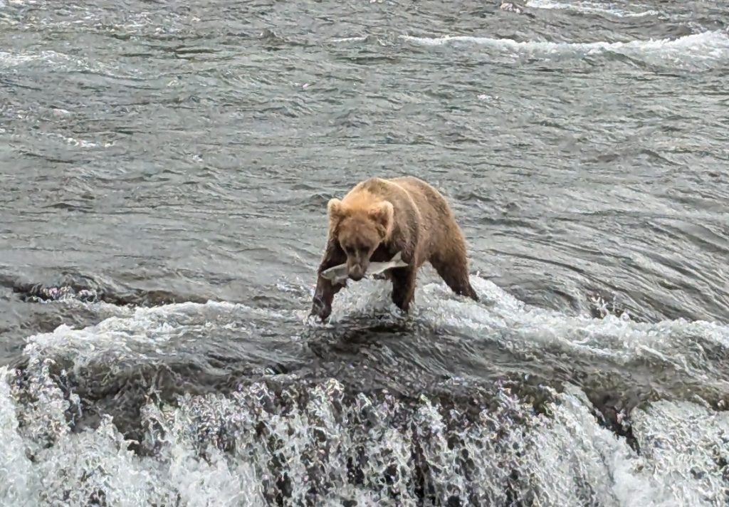 Female Bear at Brooks