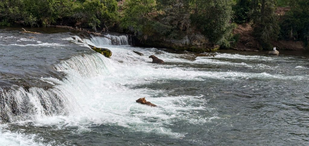 Brooks Falls
