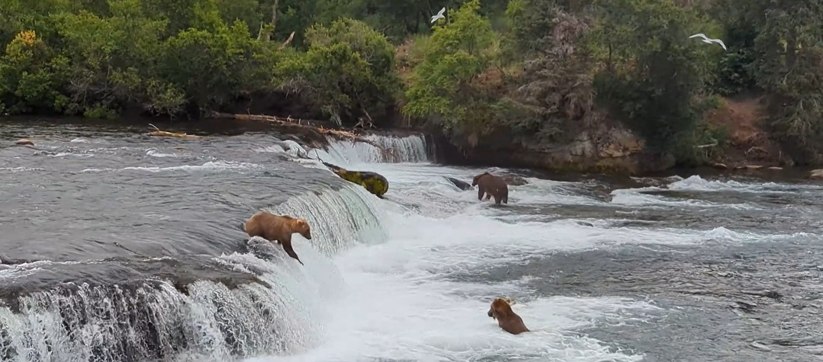 Brooks Falls Bears