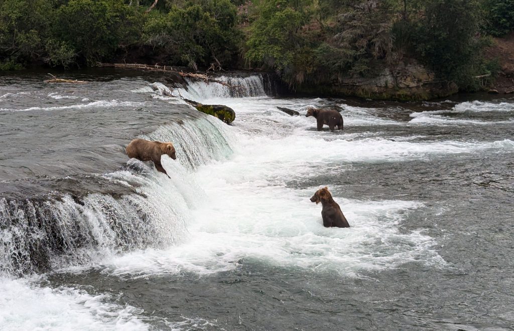 Three Bears