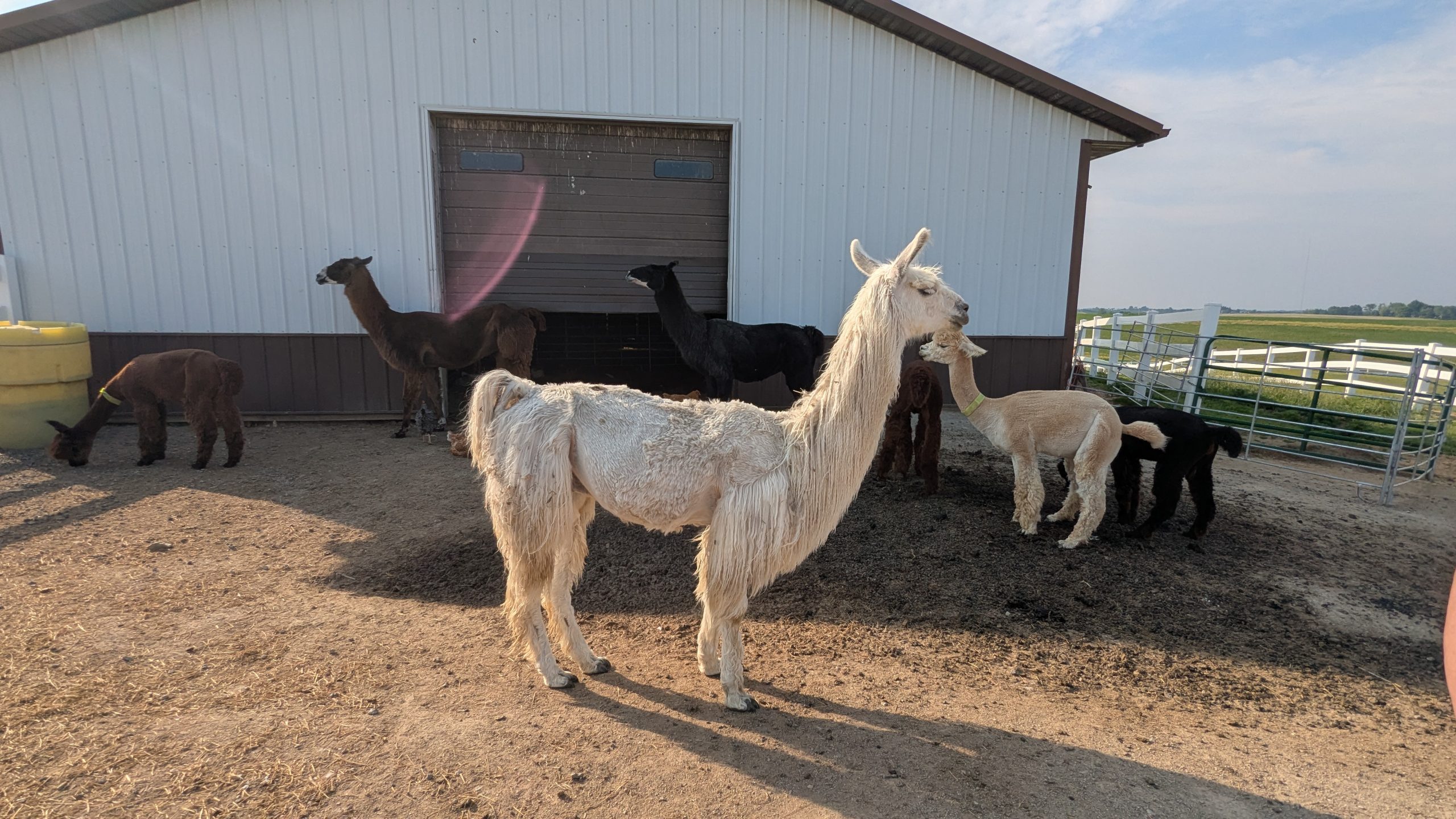 Big White Llama