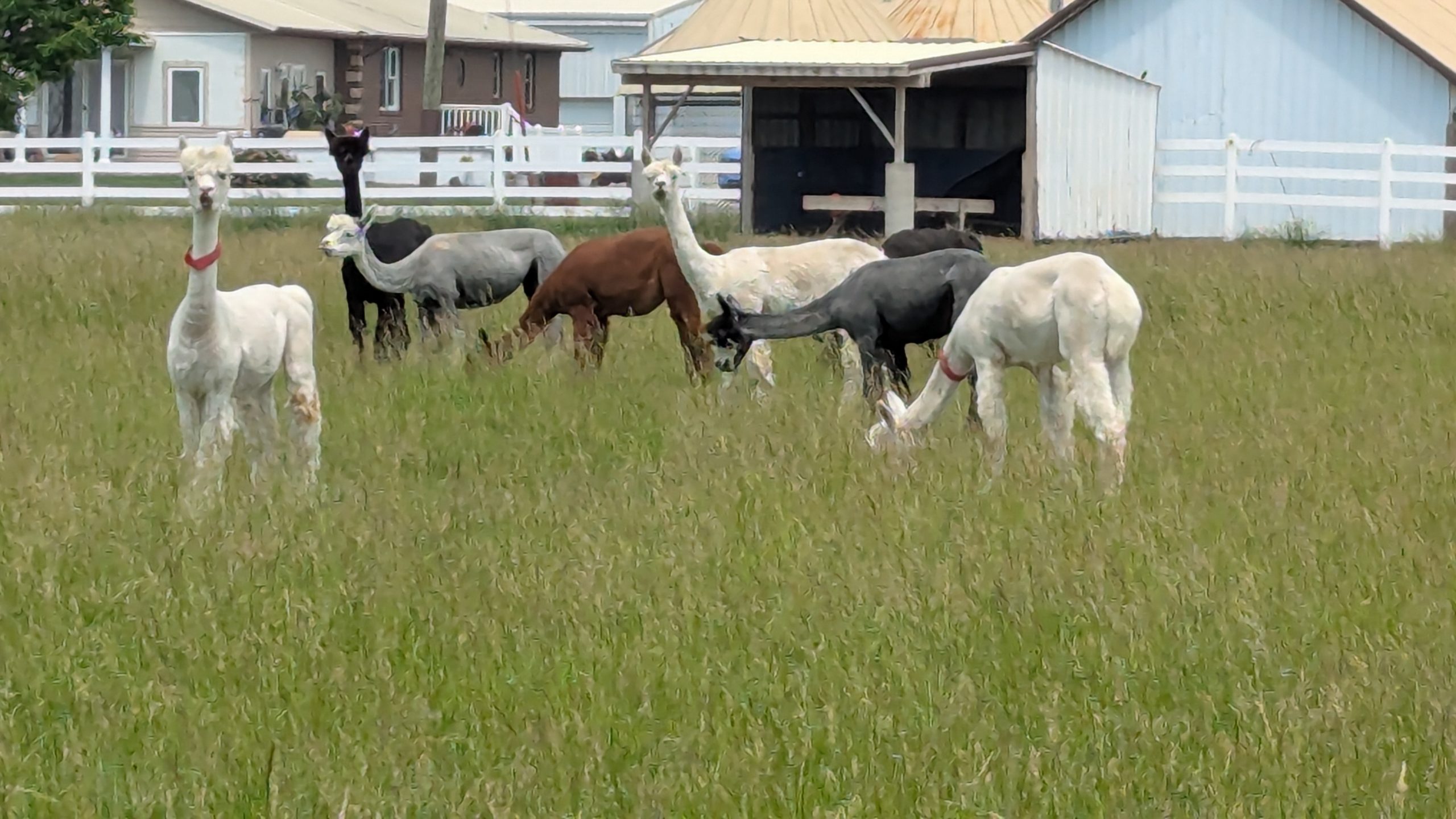 Alpacas