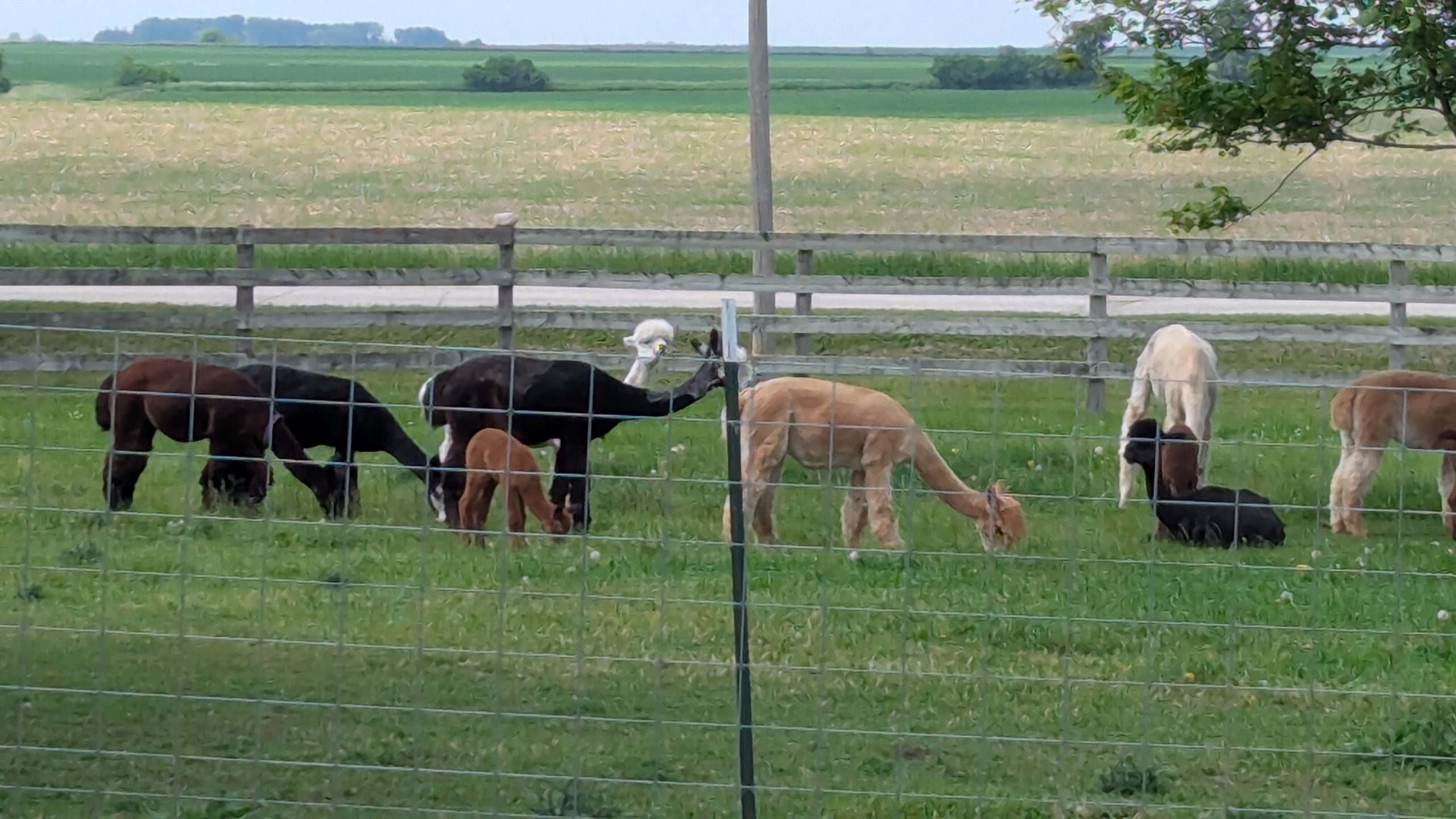 Alpacas in Pasture