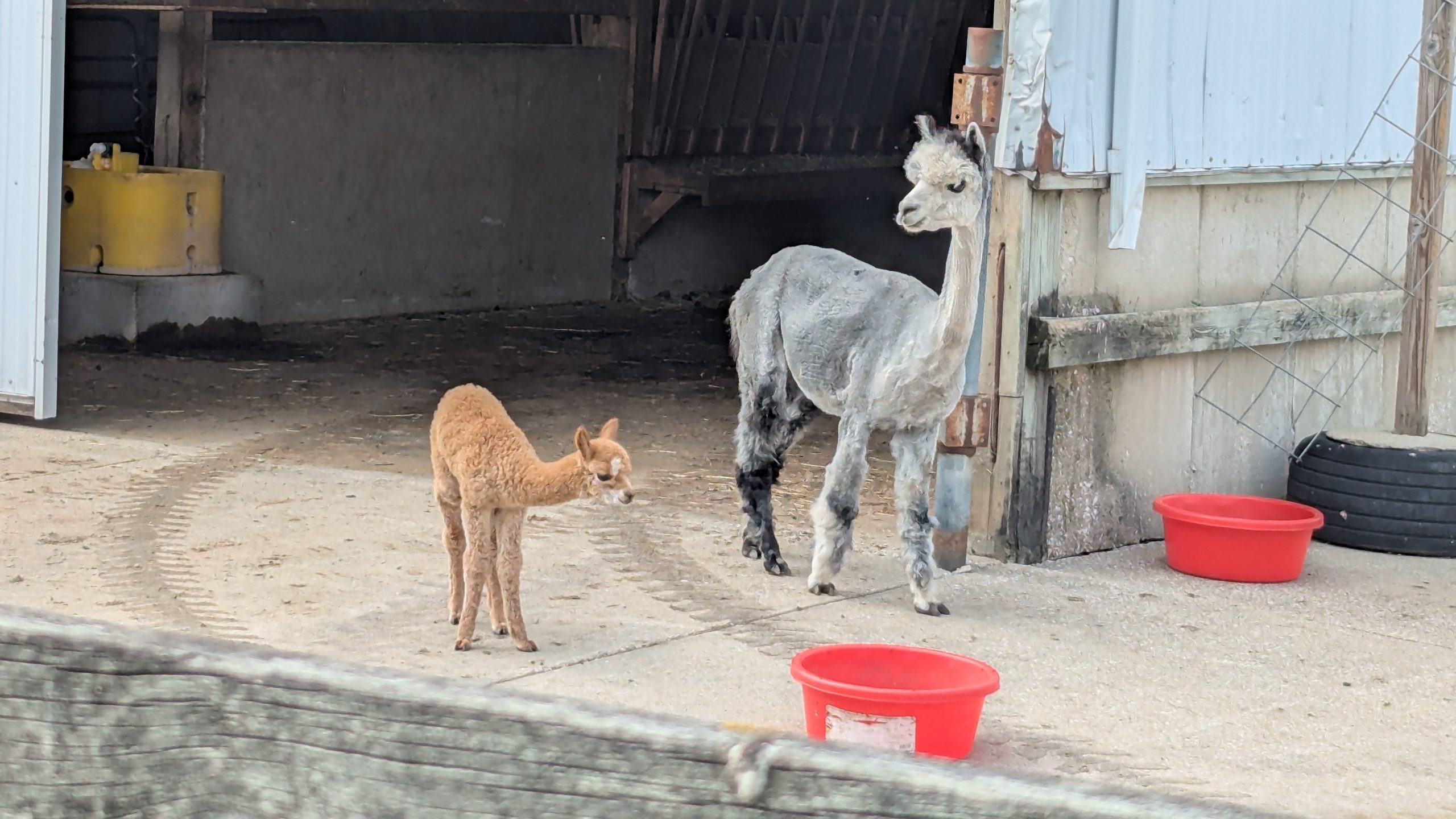 Mama and Baby Alpaca