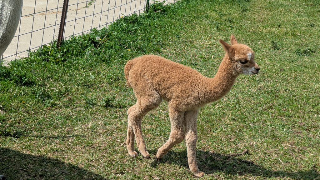 Frisky Baby