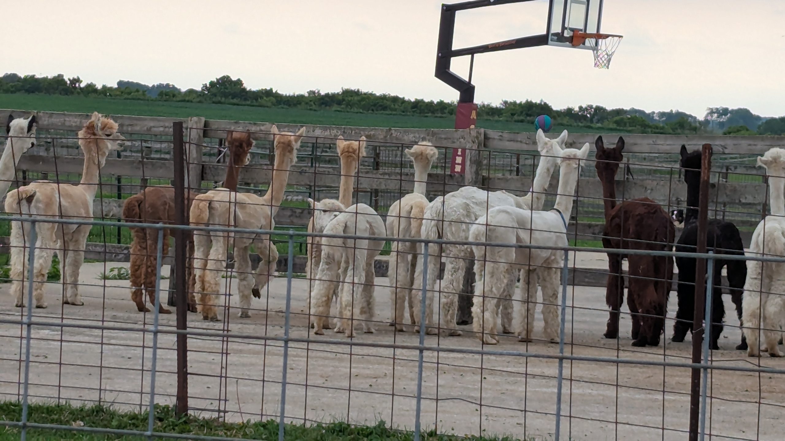 Spectator Alpacas