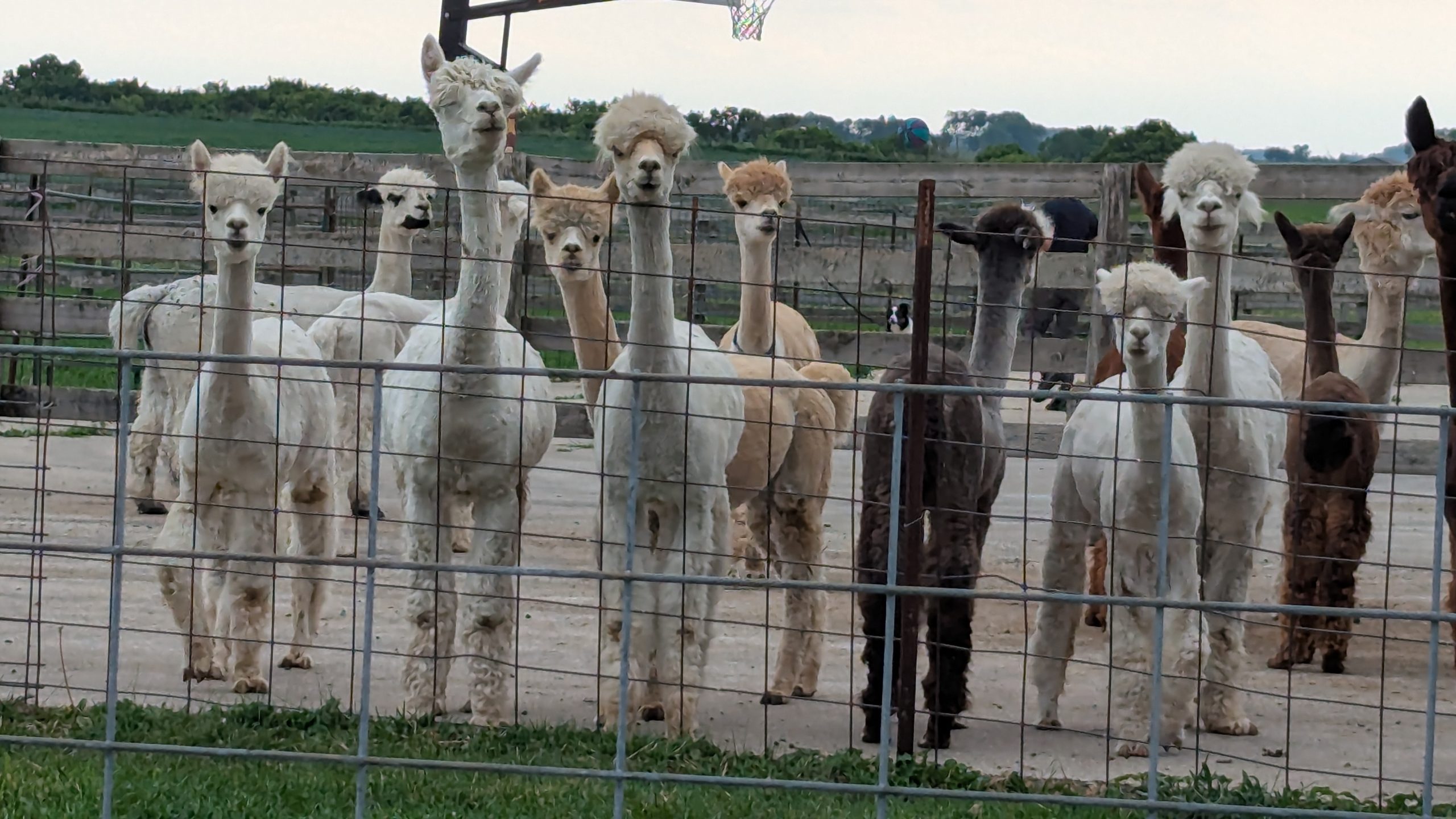 Spectator Alpacas