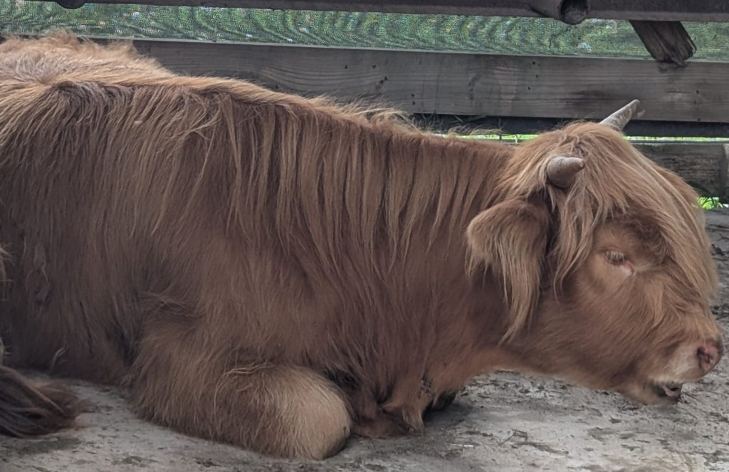 Highland Cow