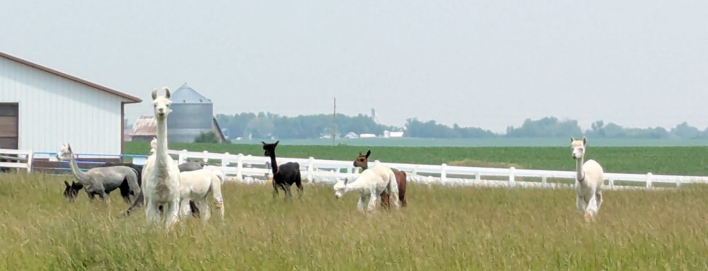 Alpacas